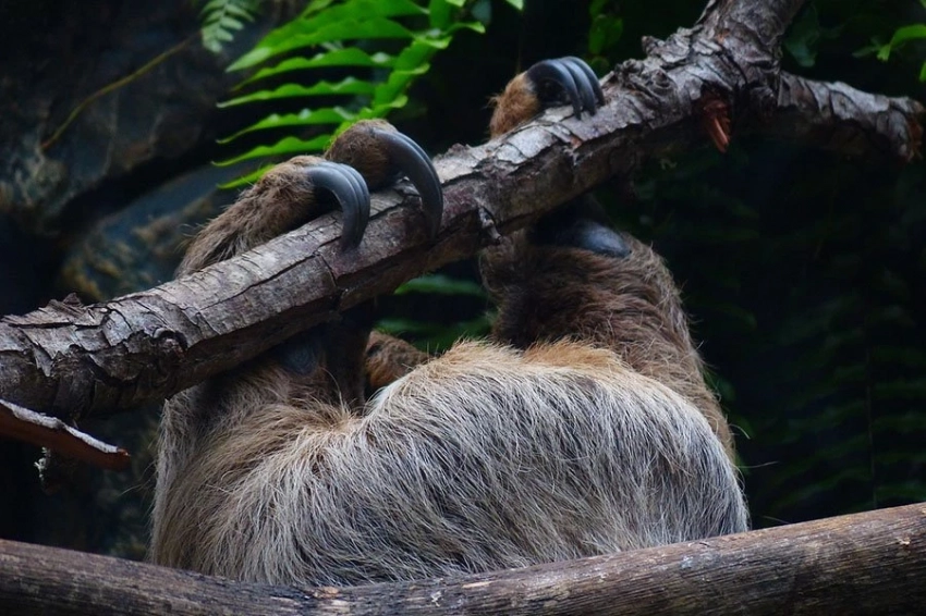 Более 25 000 лет назад в Бразилии люди делали украшения из гигантской кости ленивца