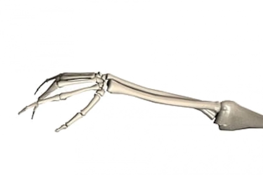 В ИГЭУ печатают фрагменты скелета человека