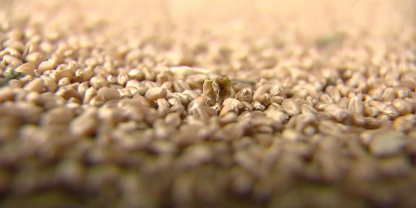 Зерновая сделка: что это, заявление Кремля об остановке, условия России, кому выгодно продление, что изменится простыми словами, последние новости на 17 июля