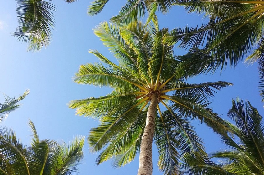 Фотосинтез может прекратиться в тропиках из-за резкого повышения температуры