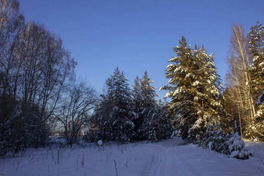 Тайга способна противостоять засухам благодаря корням старых деревьев