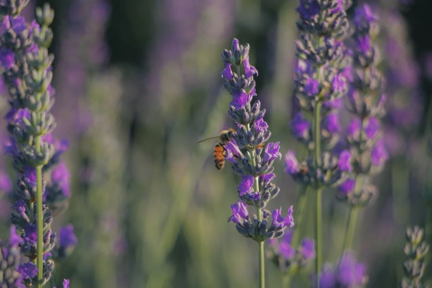 Нейробиологи нашли способ улучшить память пациентов с деменцией на 226%