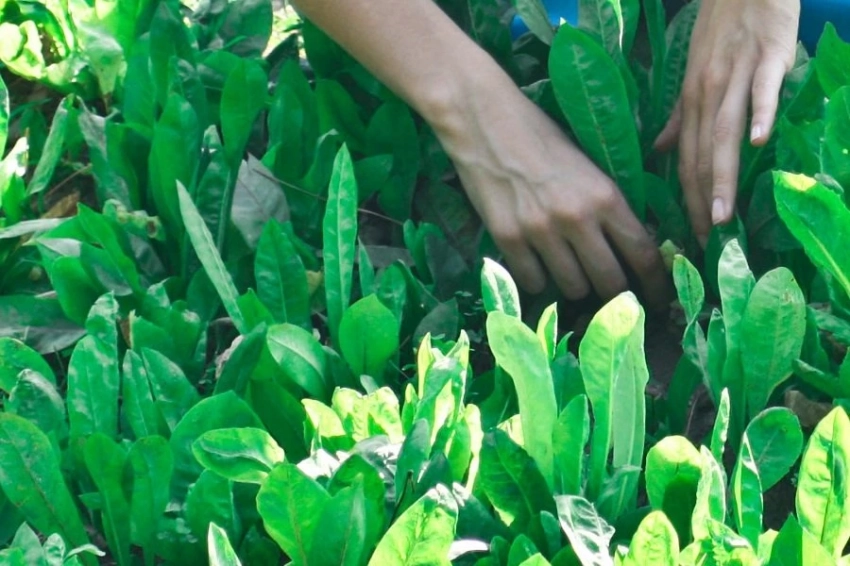 ACS: микрозелень, как и овощи, помогает похудеть