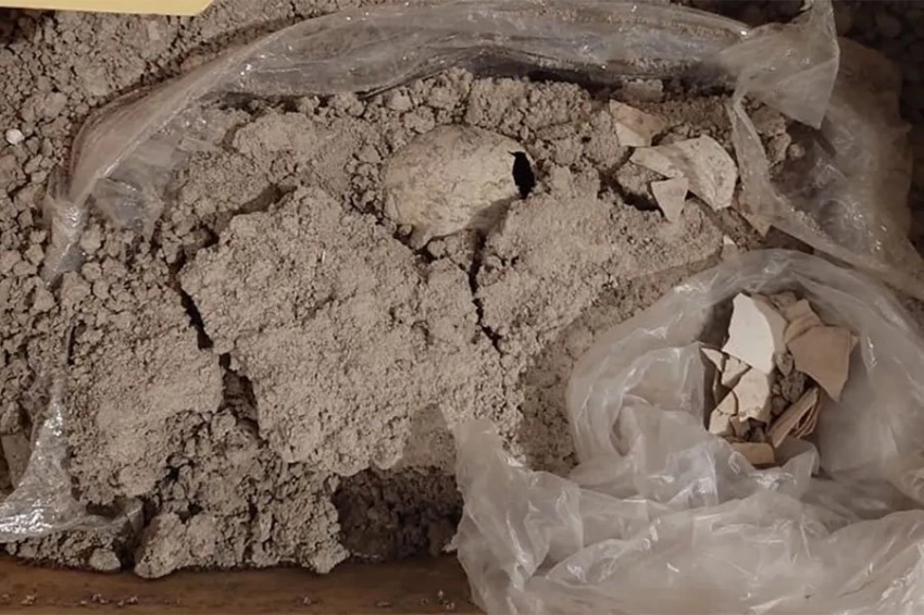 Окаменевшее яйцо фламинго возрастом до 12 000 лет впервые найдено в Америке