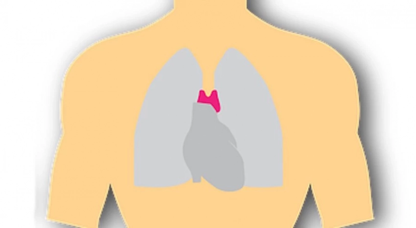 NEJM: вилочковая железа необходима для защиты от рака