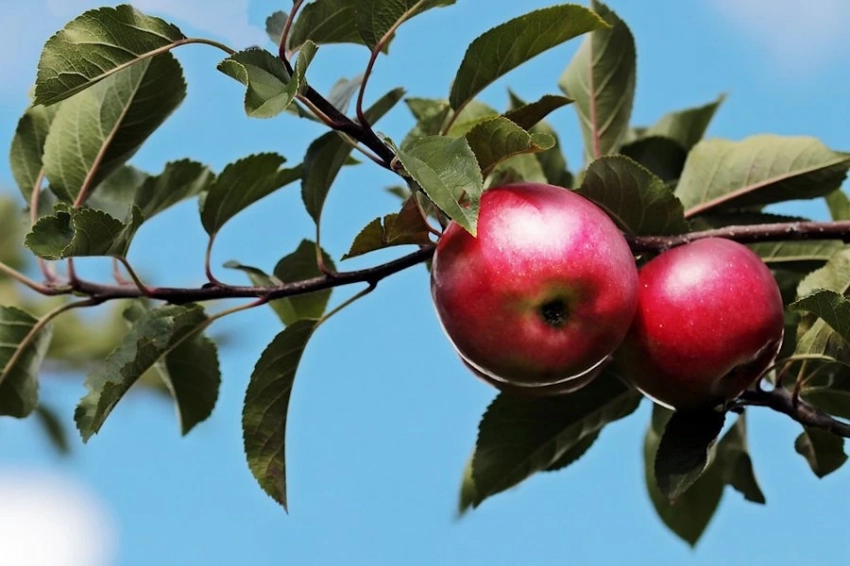 Продукты, снижающие риск развития онкологических болезней