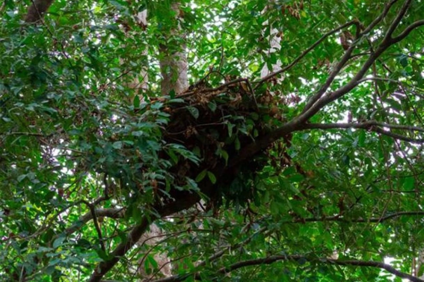 Хоббиты Флореса, возможно, приплыли на остров в гнездах из листьев