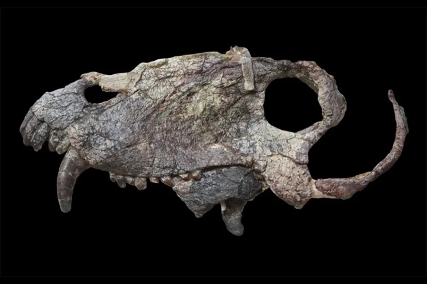 Гигантский доисторический хищник из Бразилии жил задолго до динозавров