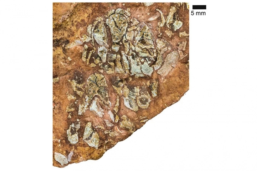 Доисторическая рыба заполняет пробел в 100 миллионов лет в эволюции черепа