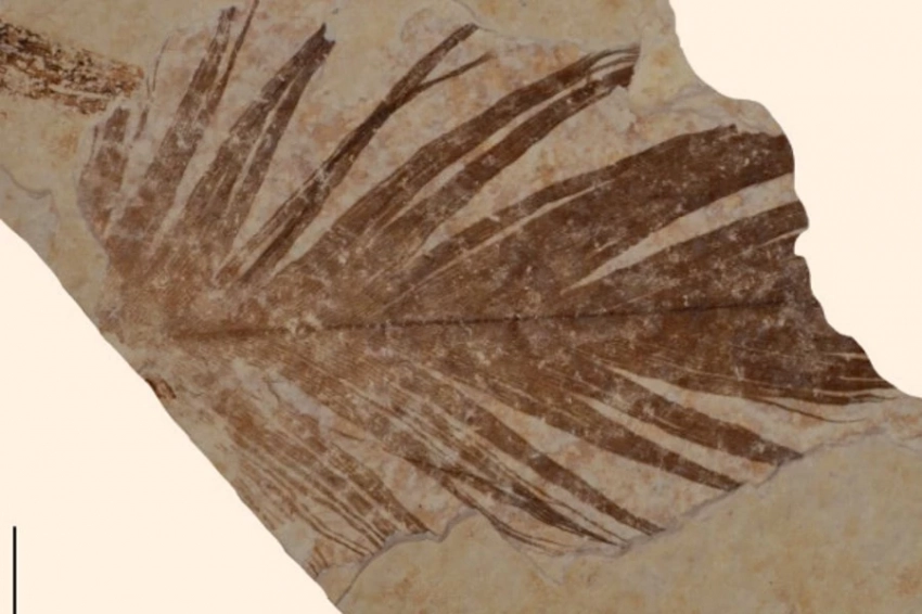 Палеонтологи обнаружили следы древних белков в ископаемых перьях