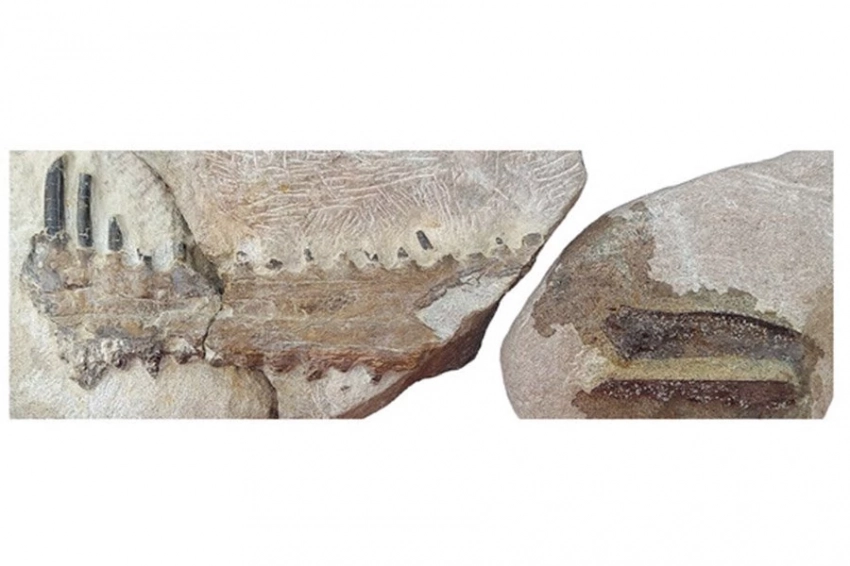 Палеонтологи обнаружили новый вид птерозавра в Португалии