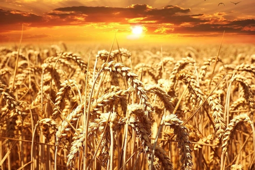 Bloomberg: рекордные урожаи пшеницы укрепили лидерство России на международном рынке