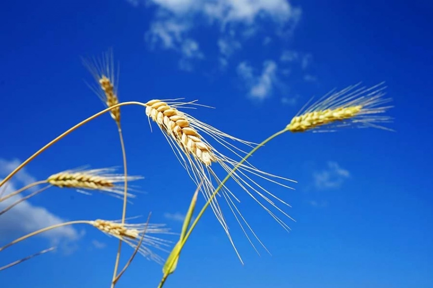 Жозеп Боррель заявил, что не видит возможности восстановления зерновой сделки