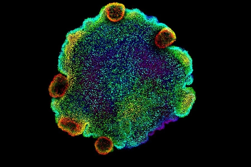 Крошечные морские существа раскрывают древнее происхождение нейронов