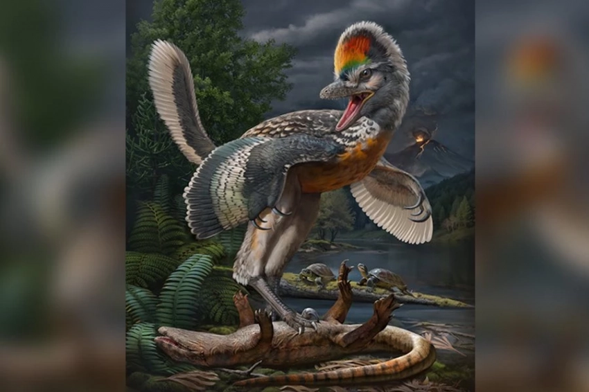 Обнаружено новое ископаемое звено в эволюции птиц