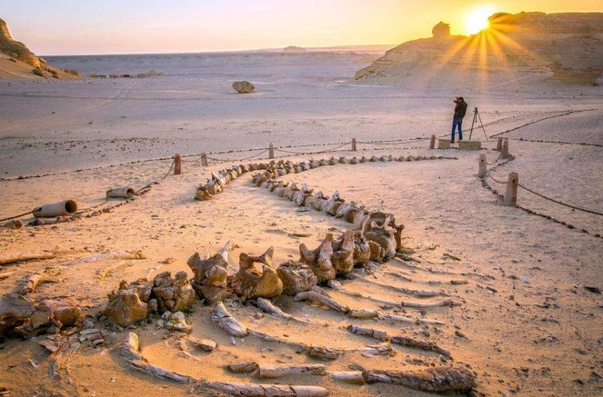 Крупнейшее местонахождение окаменелостей доисторических китов находится посреди египетской пустыни