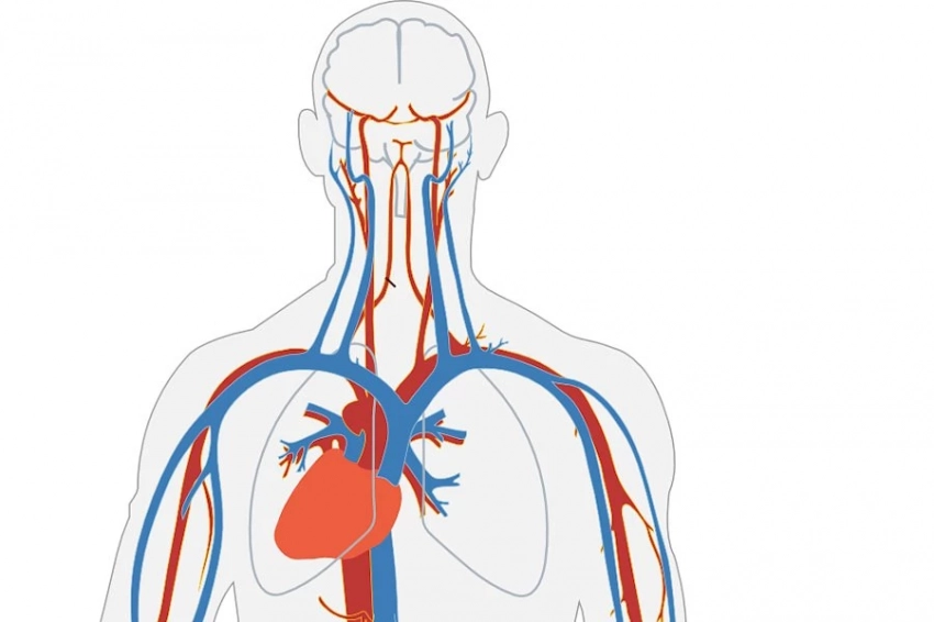 Science: выявлен новый фактор, повышающий риск болезней сердца