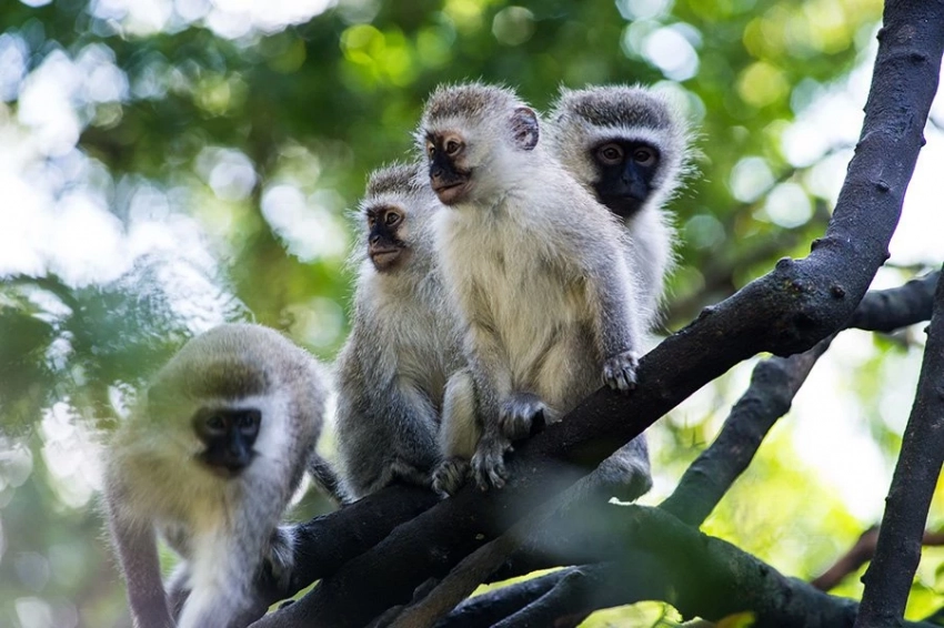 Человеческие плечи и локти изначально появились как тормоза для лазающих обезьян