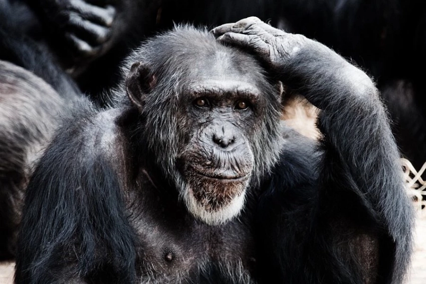 Учёные выяснили, что человек опасен для других форм жизни наличием интеллекта