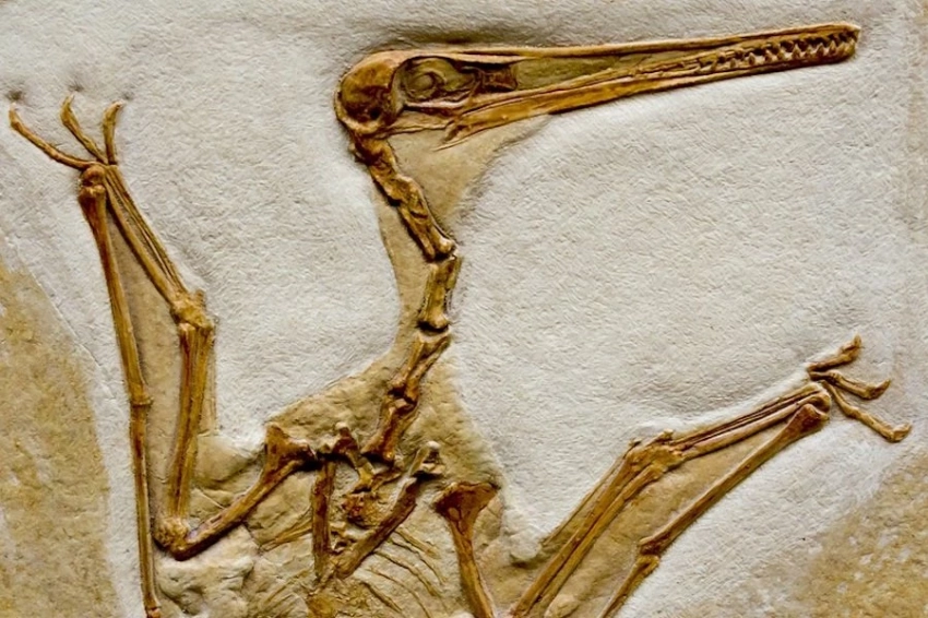 Nature: в КНР найдены окаменелости пернатого динозавра-бегуна юрского периода