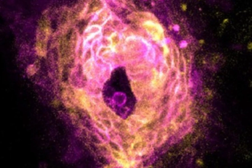 Новое исследование зафиксировало момент, когда сердце начинает биться в эмбрионе животного