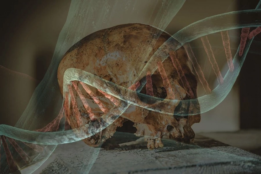 Неандертальцы, сосуществующие с Homo sapiens в Европе, вероятно, пострадали от способности травоядных животных питаться