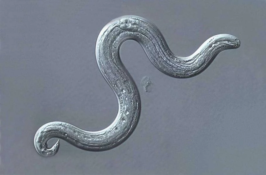 Гельминт, вызывающий менингит, распространяется в США