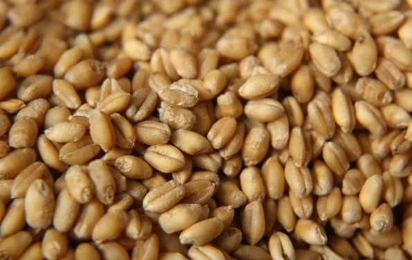 Врач Павлюк назвала три самые полезные для здоровья крупы