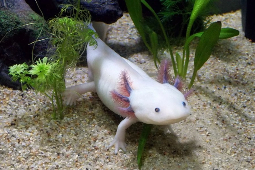 Ученые выяснили, в чем причина беспрецедентной способности аксолотля к отрастанию конечностей