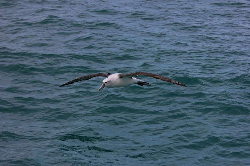 «Голос моря» помогает альбатросам поймать идеальный ветер