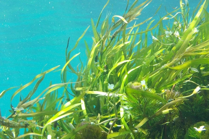 Морские водоросли могут стать суперпродуктом и лекарством будущего