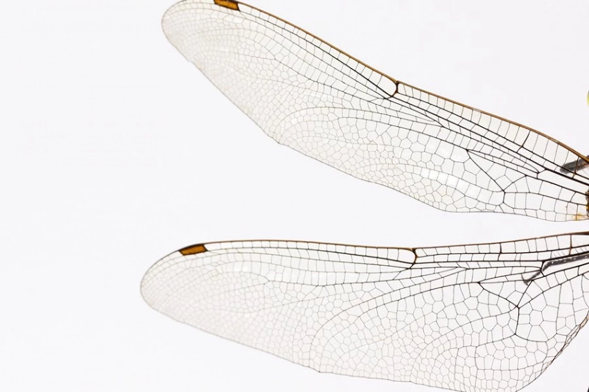 Ученые выяснили, как насекомые научились сверхбыстрому полету