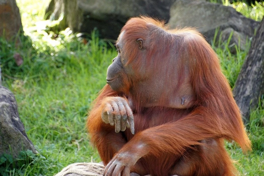 Однополое сексуальное поведение млекопитающих эксперты связывают с развитием социальности