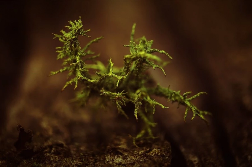 Чужеродные растения мигрируют на север по мере прогрессирования изменения климата