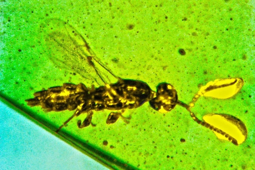 В янтаре возрастом 100 миллионов лет найдена новая крошечная оса с загадочными усиками