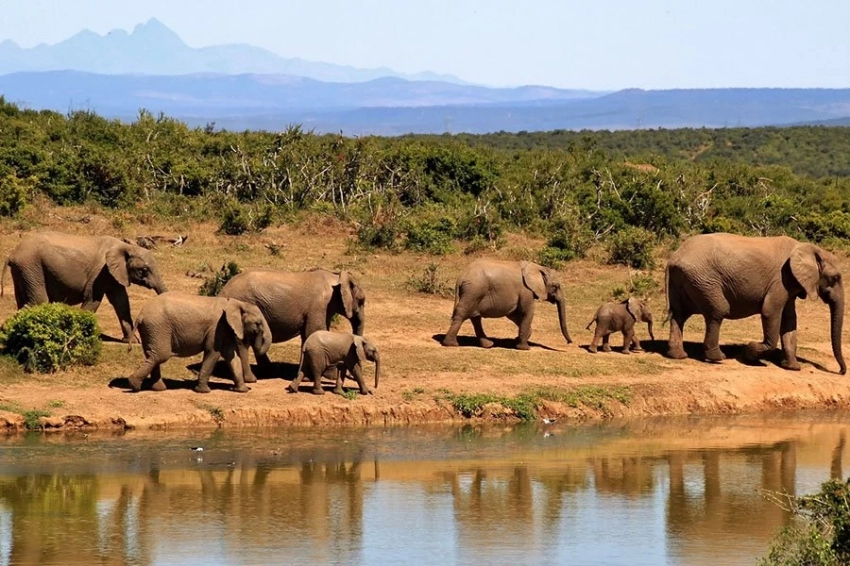 Человеческие голоса для животных саванны оказались страшнее львиного рычания 