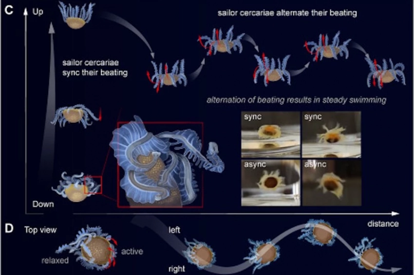 У берегов Окинавы обнаружены уникальные крошечные морские существа