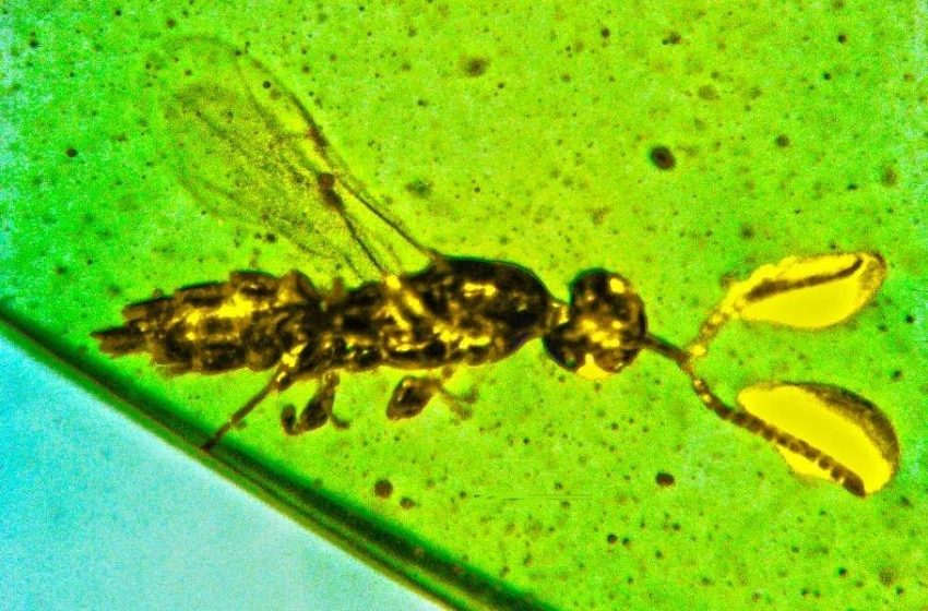 В янтаре 100-миллионной давности спряталась оса со странными усиками