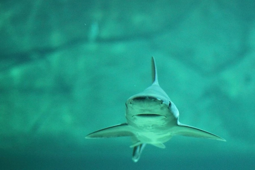 Палеонтологи открыли новый вид древней лепесткозубой акулы