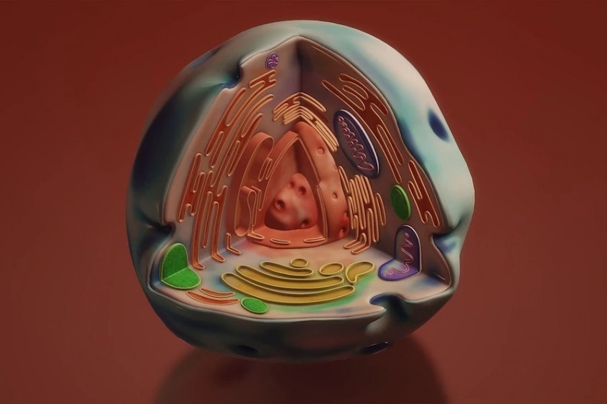 MBoC: швейцарские ученые нашли новый орган в человеческом организме