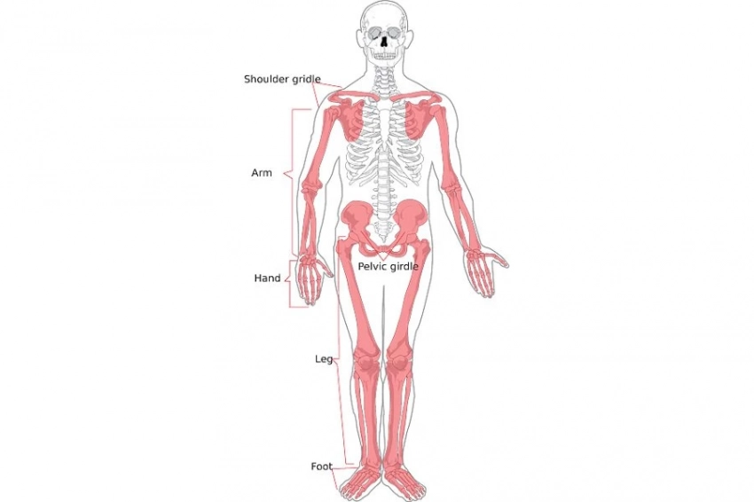 Нейросеть выявила действенность лекарства от малярии при остеопорозе