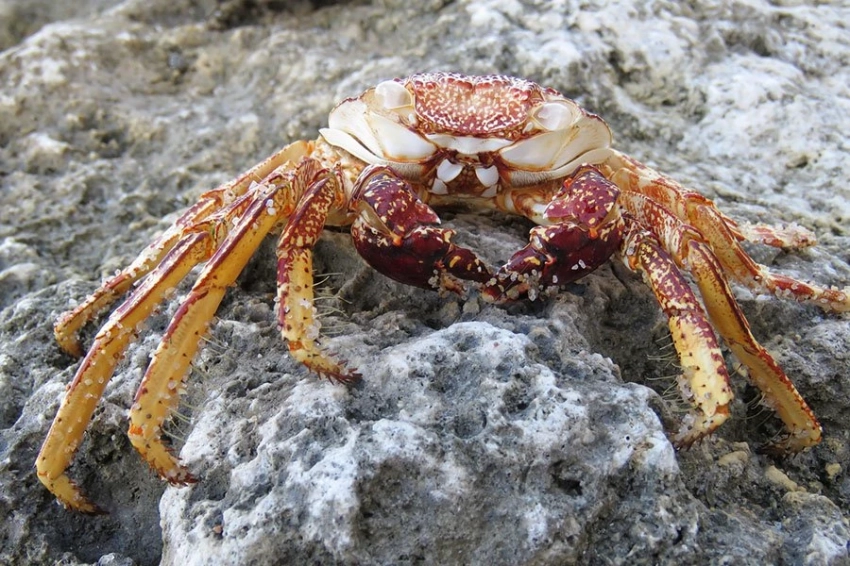 Теплые моря виновны в исчезновении 10 миллиардов снежных крабов