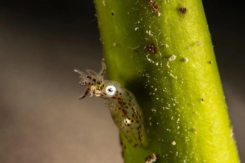 Два новых карликовых кальмара обнаружены среди кораллов Японии