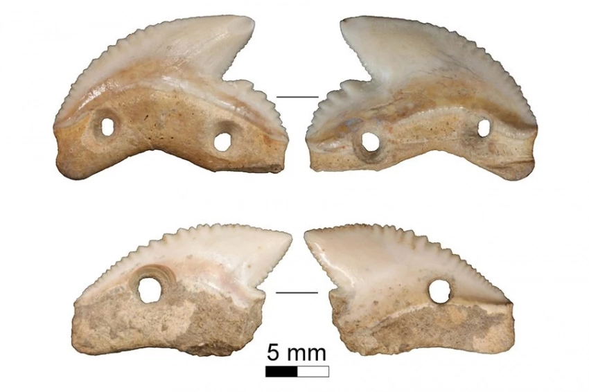 В Индонезии обнаружены 7000-летние ножи из акульих зубов