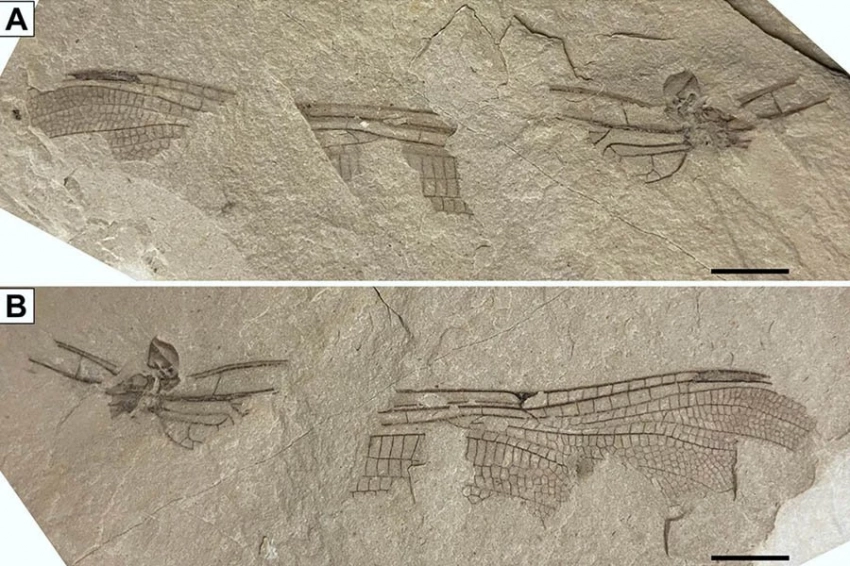 Ископаемое стрекозы возрастом 202 миллиона лет обнаружено в Великобритании