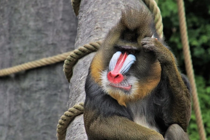 Science Advances: павианы умеют сотрудничать с сородичами