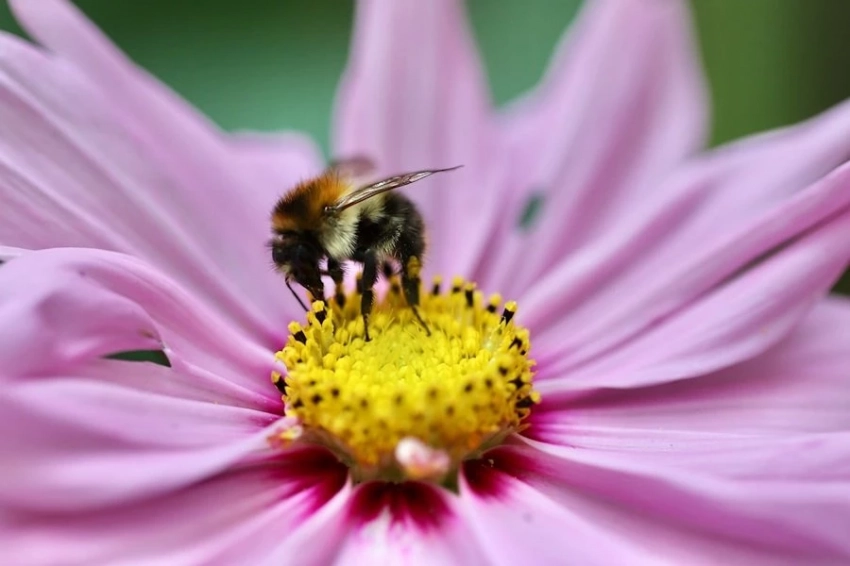 iScience: шмели, при сборе нектара, действуют расчетливо