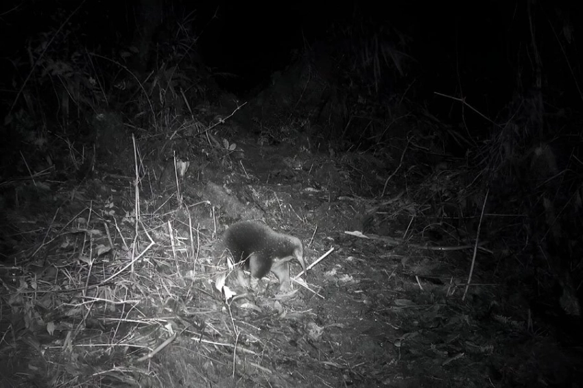 В Индонезии обнаружена ехидна, которая 60 лет считалась вымершей 