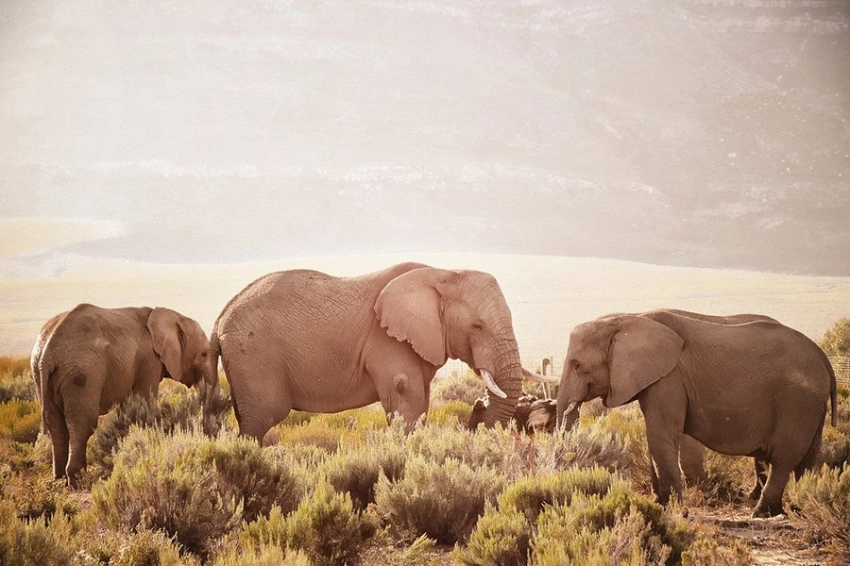 Ученые заявили, что слоны дают друг другу имена