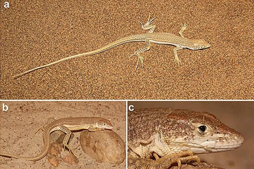 В Иране обнаружены два новых вида ящериц